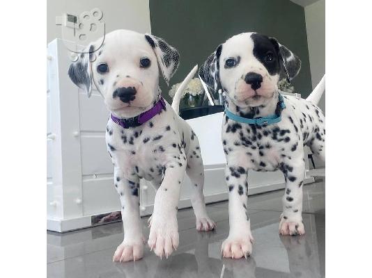 Dalmatian κουτάβια προς πώληση